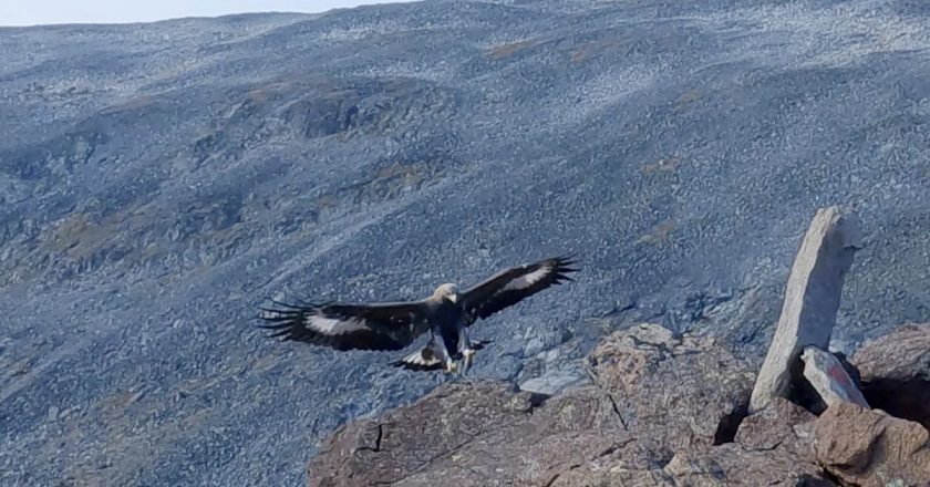 Norveç’te bir haftada 4 kişiye saldıran kartal öldürüldü