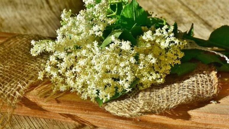 Kış aylarında çayını mutlaka tüketin: Mürver çiçeği nedir ve faydaları nelerdir? Mürver hangi hastalıklara iyi gelir?