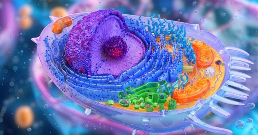 Syntrozom nedir? Syntrozom’un görevleri ve özellikleri nelerdir?