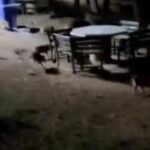 Piknikte tanışan domuzların sürüsü panikti