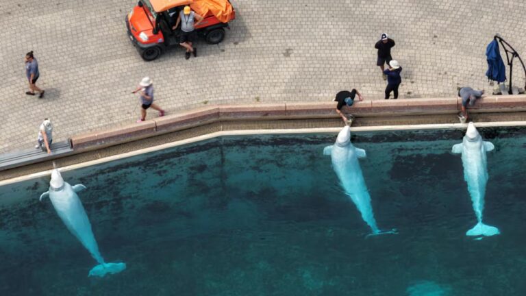 Kanada’daki bir eğlence parkı bütçe nedeniyle 30 balinayı öldürmeyi planlıyor
