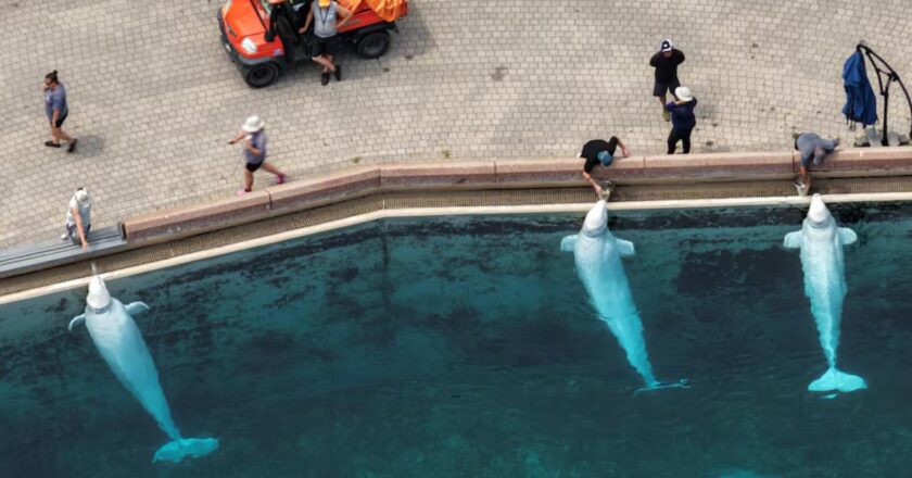 Kanada’daki bir eğlence parkı bütçe nedeniyle 30 balinayı öldürmeyi planlıyor