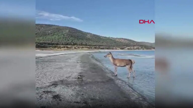 Nesli tehlike altında… Halk plajında ​​kızıl geyik görüldü! – En son hayat haberleri