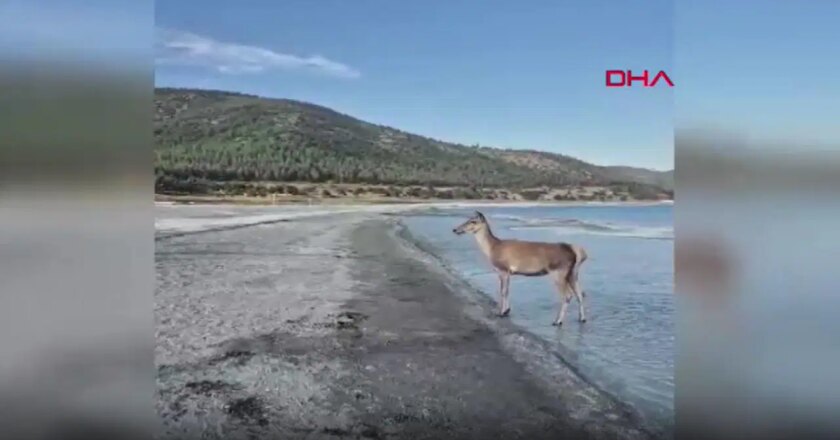 Nesli tehlike altında… Halk plajında ​​kızıl geyik görüldü! – En son hayat haberleri
