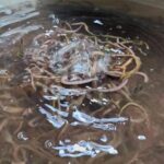 35 Tonluk Yıllık Üretim! Deniz Solucanları Nasıl Yetiştiriliyor?